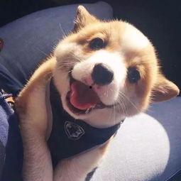 呆狗看爆料视频是真的吗,真相揭秘还是虚假炒作？  第3张